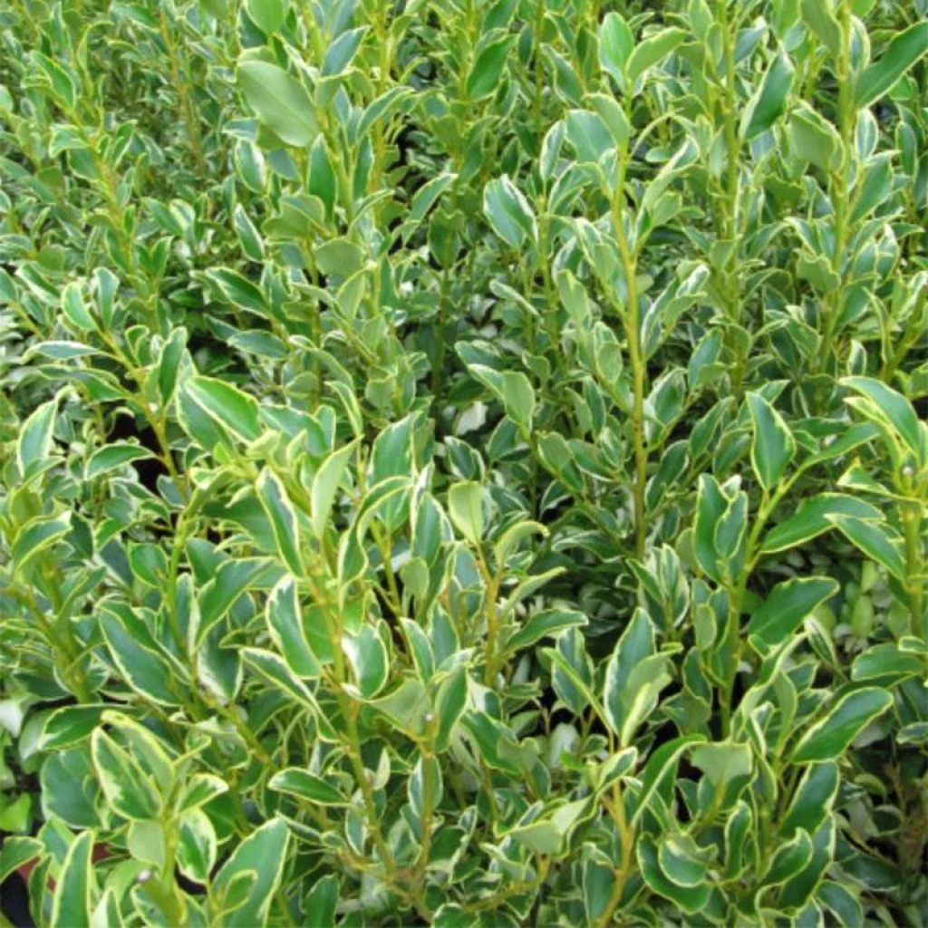 Griselinia Littoralis Green Jewel - Griseline Du Littoral 1 Griselinia Littoralis Green Jewel - Griseline Du Littoral