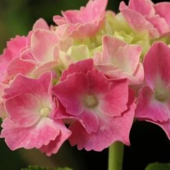 Hortensia - Hydrangea Macrophylla Gertrud Glahn