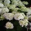 Hortensia - Hydrangea Macrophylla Mme Emile Mouillère