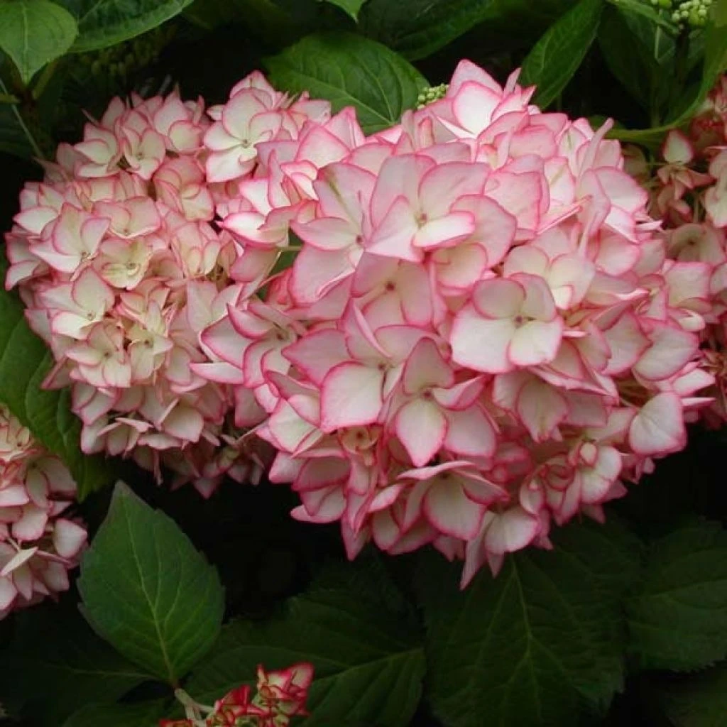 Hortensia - Hydrangea Macrophylla Mirai 1 Hortensia - Hydrangea Macrophylla Mirai