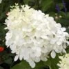 Hydrangea Paniculata Phantom - Hortensia Paniculé