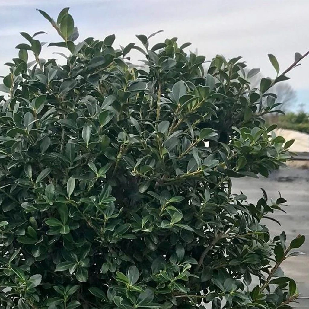 Houx Crénelé - Ilex Crenata Green Lustre 1 Houx Crénelé - Ilex Crenata Green Lustre