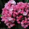 Kalmia Latifolia You Can - Laurier Des Montagnes En Camaieu De Rose