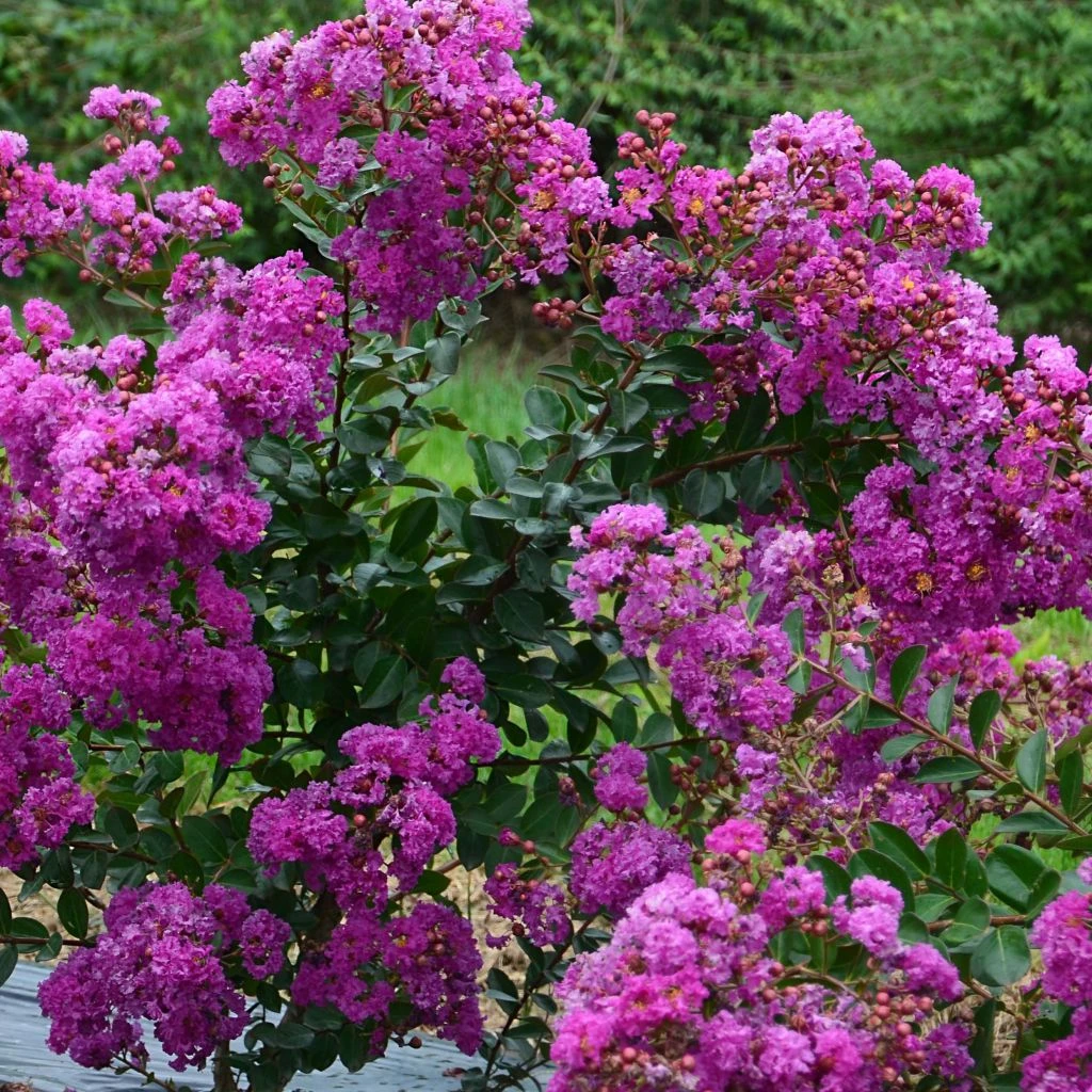 Lagerstroemia Indica Violet D'Eté Indyvio - Lilas Des Indes Violine 1 Lagerstroemia Indica Violet D'Eté Indyvio - Lilas Des Indes Violine