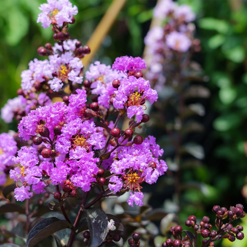 Lagerstroemia Indica Black Diamond Lavender Lace - Lilas Des Indes 1 Lagerstroemia Indica Black Diamond Lavender Lace - Lilas Des Indes