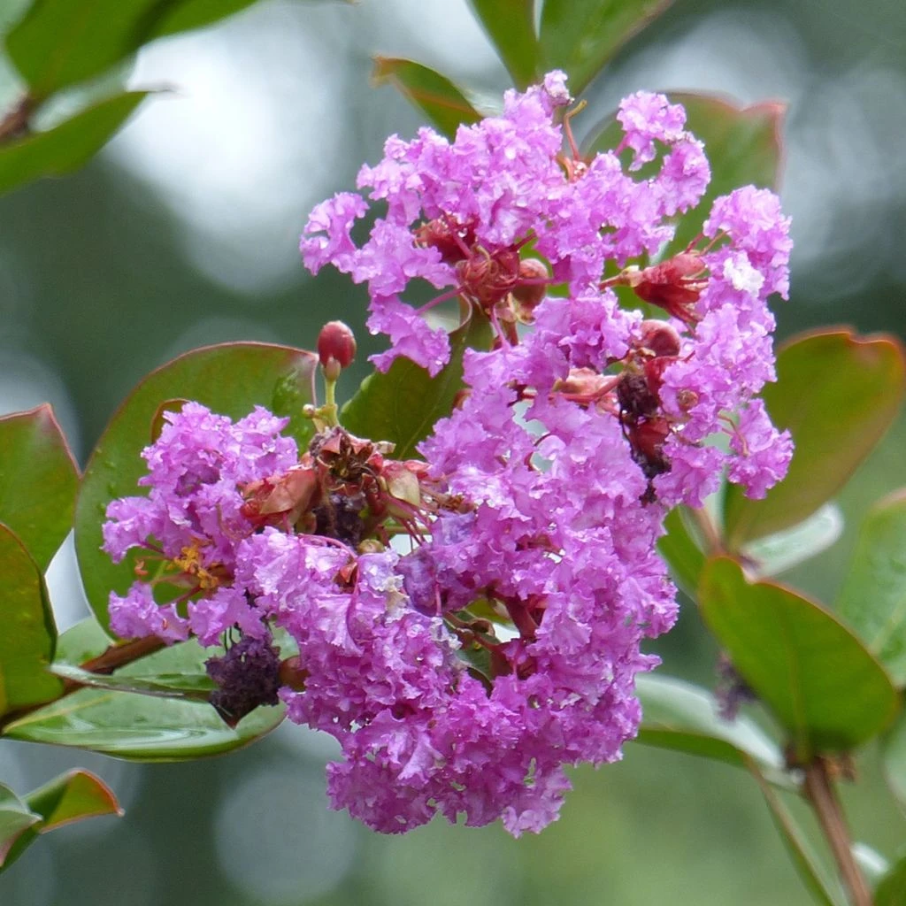 Lagerstroemia Indica Petite Canaille Mauve - Lilas Des Indes Mauve 1 Lagerstroemia Indica Petite Canaille Mauve - Lilas Des Indes Mauve