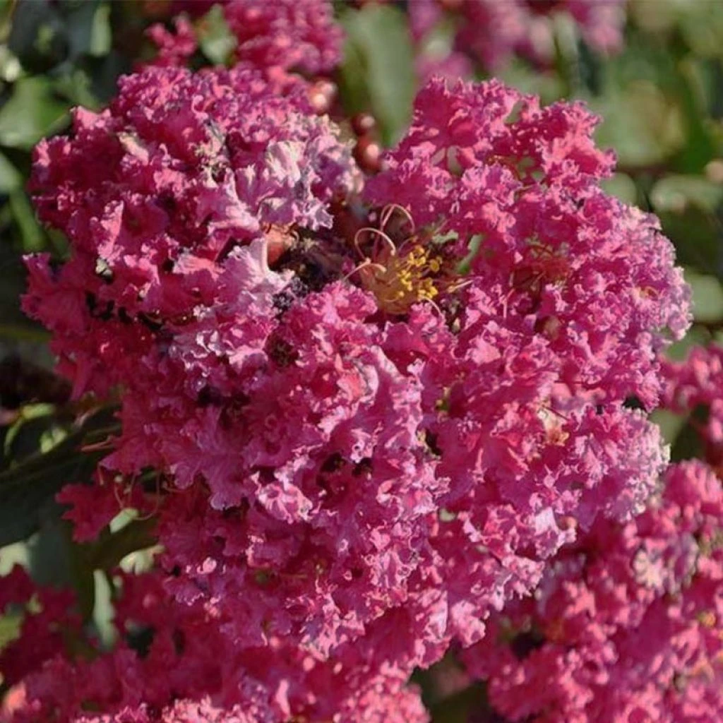 Lagerstroemia Indica Summer Beauty Velma's Royal Delight - Lilas Des Indes 1 Lagerstroemia Indica Summer Beauty Velma's Royal Delight - Lilas Des Indes