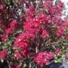 Lagerstroemia Indica Summer Charm Arapaho - Lilas Des Indes