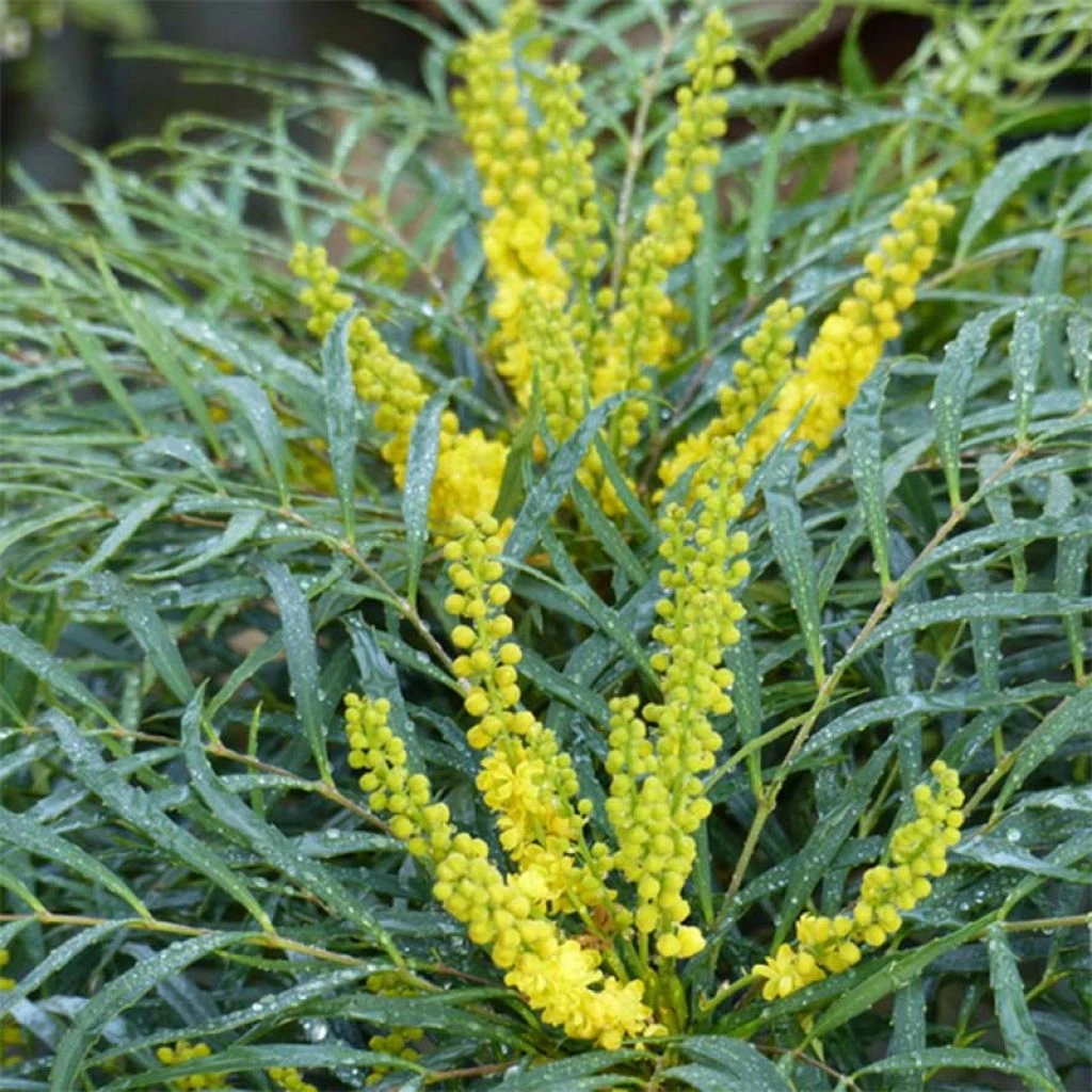 Mahonia Soft Caress - Mahonia Hybride 1 Mahonia Soft Caress - Mahonia Hybride