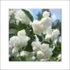 Seringat Blanc - Philadelphus Albâtre