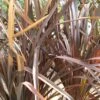 Phormium Tenax Purpureum - Lin De Nouvelle-Zélande