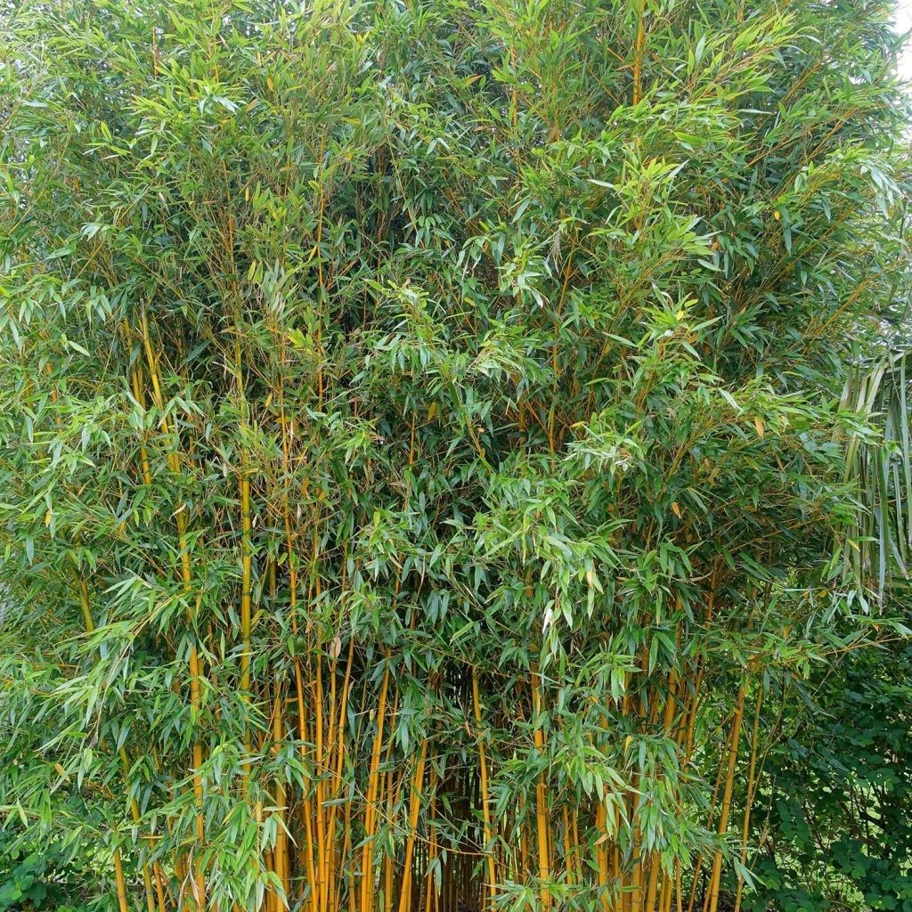 Phyllostachys Vivax Aureocaulis - Bambou Géant 1 Phyllostachys Vivax Aureocaulis - Bambou Géant