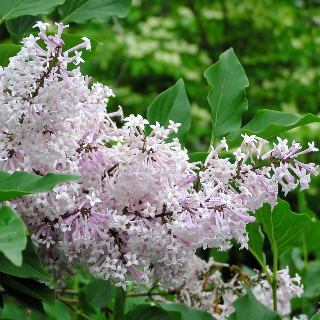 Lilas De Chine - Syringa Patula Miss Kim 1 Lilas De Chine - Syringa Patula Miss Kim