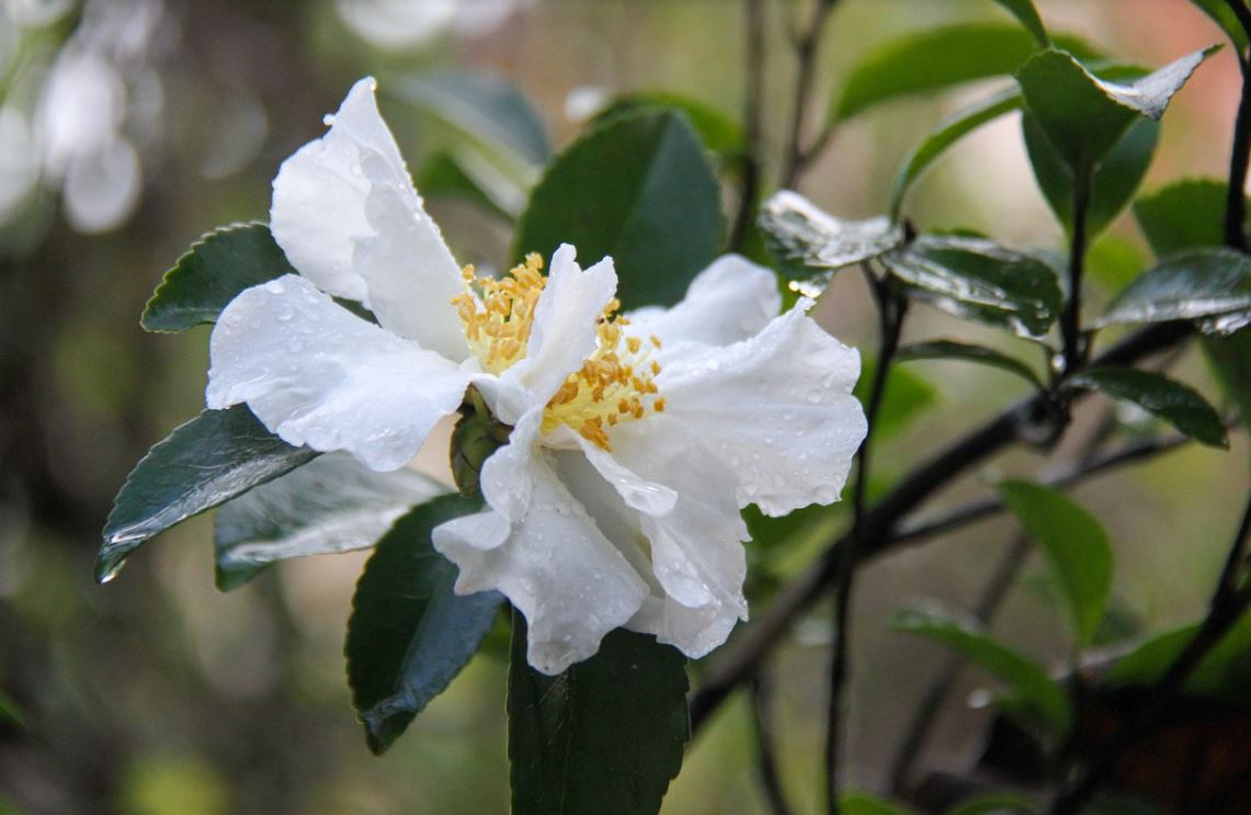 Fleur et Fruit Boutique -Fleur et Fruit Boutique 18 camelia dautomne pixabay 1