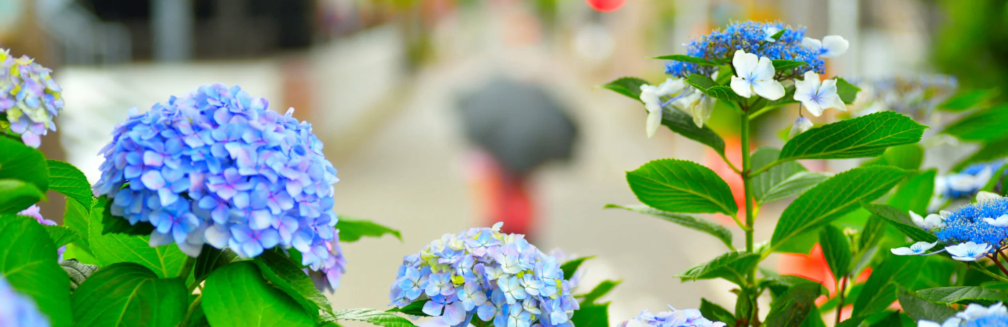 Fleur et Fruit Boutique -Fleur et Fruit Boutique Hydrangea macrophylla serrata floraison bleu rose